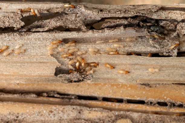 Best Pest Removal Services  in New Franklin, OH